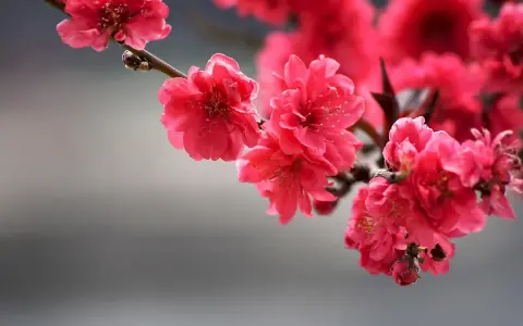 Fiori rosa vivaci su un ramo, un'immagine gratuita di Pixabay che cattura la bellezza della primavera.