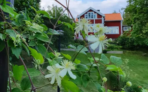 Vit klematis klättrar på en spaljé framför ett rött hus med vita knutar.