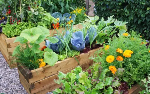 A vibrant raised garden bed shows how to grow vegetables like cabbage, lettuce, tomatoes, and squash, interspersed with bright orange marigolds.