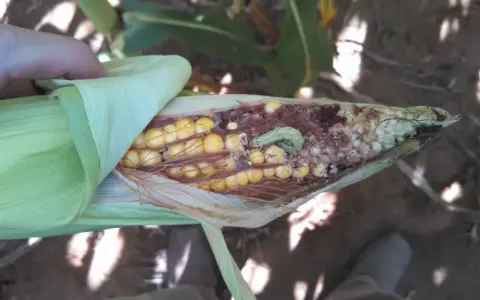 A hand peels back the husk of a corn cob, revealing damage from a corn bug. The light green caterpillar is visible amidst the kernels and chewed-up cob.