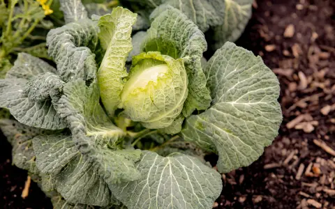 Ein grüner Kohlkopf mit zerknitterten Blättern, bereit für die wirsing erntezeit.