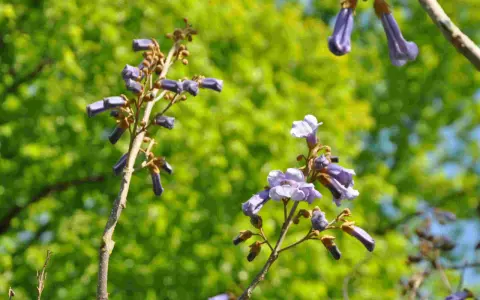 Lila blommor på ett träd, kanske ett kejsarträd i Sverige, mot en suddig grön bakgrund.