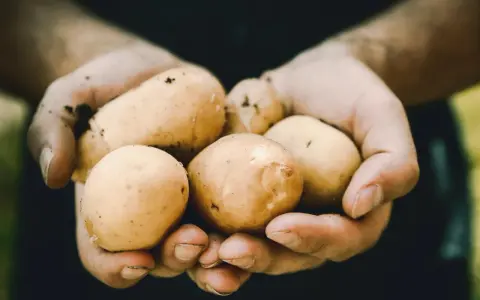 Dłonie trzymają świeżo wykopane ziemniaki, lekko przybrudzone ziemią. Uważaj na zielone części, które mogą zawierać solaninę.