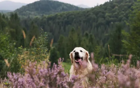 Złoty retriever w fioletowym wrzosowisku, zadowolony z wycieczki. Czy na Śnieżkę można z psem? Tak, jeśli jest tak szczęśliwy!