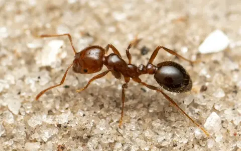 Una hormiga roja pequeña, con su cuerpo segmentado y patas finas, camina sobre la arena granulada.