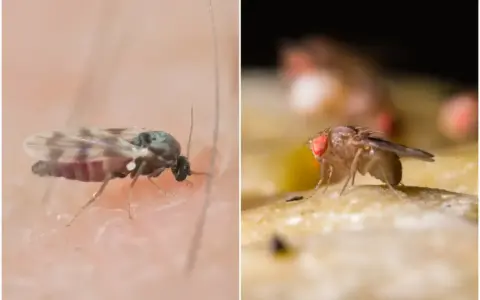 Dwa rodzaje muszek, które mogą być uciążliwe. Dowiedz się, jak pozbyć się meszek z domu i kuchni.