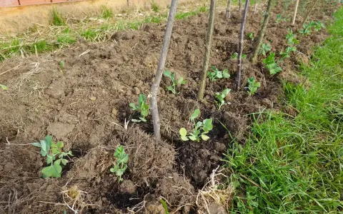 Młode sadzonki grochu wschodzą w ziemi, wspierane przez patyki. Czas wschodzenia ogórków jest inny, ale te roślinki już rosną.
