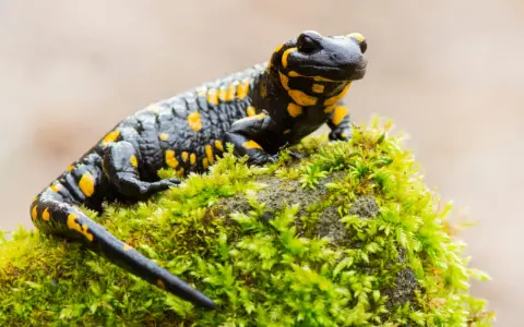 Czarna salamandra plamista z żółtymi cętkami siedzi na omszałym kamieniu. Ciekawostki o tym płazie są fascynujące!