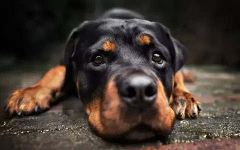 Czujny pies stróżujący rasy Rottweiler leży na kamiennej posadzce, gotów do obrony.