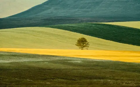 Un singolo albero solitario su un campo giallo, un paesaggio ondulato che ricorda lo stile di Franco Fontana.