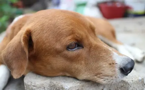 Un chien au pelage brun clair, le regard triste, peut-être affecté par la maladie de Lyme.