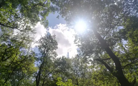 Sonnenstrahlen brechen durch das Blätterdach eines Waldes, wie in Psalm 31 beschrieben. Ein friedlicher Anblick.