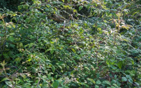 Un enchevêtrement dense de ronces vertes et épineuses. Une image qui fait réfléchir sur comment se débarrasser des ronces définitivement.