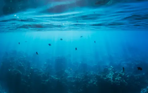 Photographie sous-marine de poissons nageant dans des eaux bleues claires, avec des rayons de soleil traversant la surface.