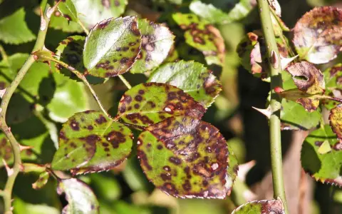 Hojas de rosal con manchas oscuras, síntoma de la negrilla. Espinas afiladas adornan el tallo verde.
