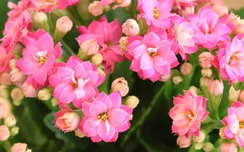 Flores de kalanchoe rosadas, símbolo de esperanza y perseverancia. Su kalanchoe significado espiritual es profundo.