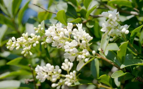 Grappes de petites fleurs blanches écloses sur une haie de troène, avec des feuilles vertes luxuriantes en arrière-plan.