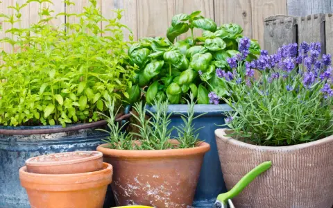 Maceta con menta, albahaca, romero y lavanda, plantas para ahuyentar mosquitos.