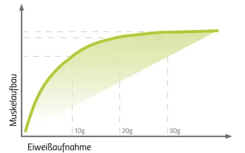 Grafik zeigt, wie Muskelaufbau mit Eiweißaufnahme steigt. Ab 2g Protein pro kg Körpergewicht flacht die Kurve ab.