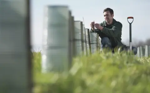 Un perito agrario lavora in un campo, piantando giovani alberi protetti da reti.