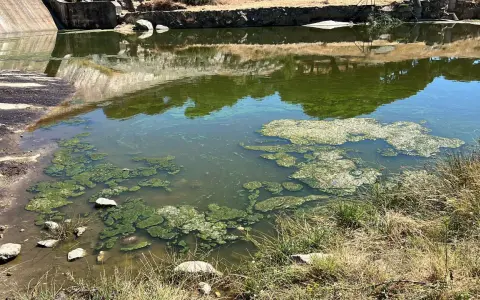 Agua verdosa con algas flotantes, indicativo de eutrofización del agua, cerca de una presa de hormigón.
