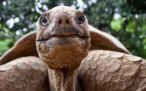 Primer plano de una tortuga gigante de Galápagos, cuya longevidad nos hace preguntarnos cuanto vive un galapago.