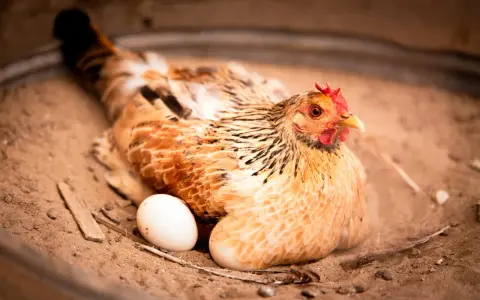 Gallina con un uovo accanto, forse si chiede a che ora fanno le uova le galline.