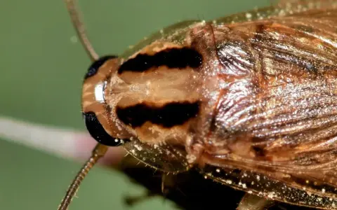 Primer plano de una cucaracha de campo con rayas oscuras en la cabeza y alas brillantes.