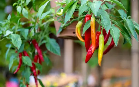 Chili sorter: röda, orange och gröna chilifrukter hänger mogna från en planta.