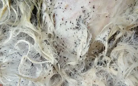 Gros plan sur un pelage blanc infesté de puces noires. La question "en combien de temps les puces meurent" est une préoccupation majeure pour les propriétaires d'animaux.