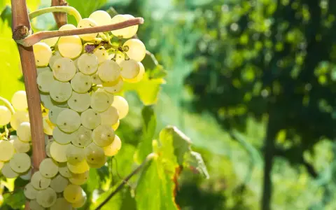 Reife, helle Prosecco Trauben hängen an einem Rebstock. Das sonnige Licht lässt die Beeren fast golden schimmern.