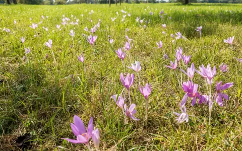 Wiese voller lila Herbstzeitlose im Heu. Die zarten Blüten wiegen sich im Wind.