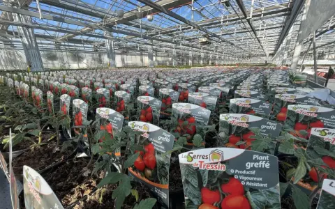 Des rangées de plants de tomates greffés dans une serre, prêts à être vendus.