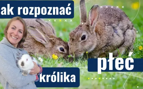 Kiedy samiec królika jest gotowy do rozpłodu? Sprawdź, co musisz wiedzieć