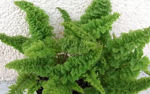 Gęsta kępa paproci domowych o delikatnych, zielonych liściach, tworząca bujną ozdobę.