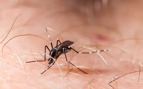 Un mosquito, uno de los molestos insectos de verano en casa, se posa sobre la piel, listo para picar.