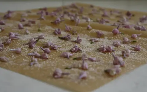 Små, lila syrenblommor strös med socker på ett bakplåtspapper. Kanderade syrenblommor som väntar på att torka.