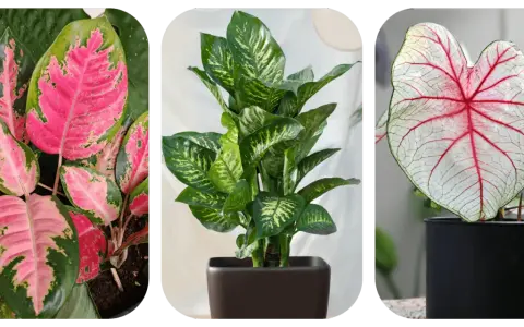 Aglaonema o różowych liściach, zielona dracena i kaladium z czerwonymi żyłkami. Do uprawy aglaonemy najlepsza jest lekka, przepuszczalna ziemia.