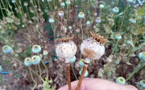 Due capsule di papavero comune, con uno sfondo sfocato di altre capsule e steli secchi.