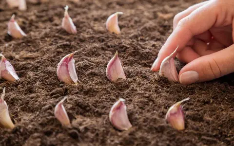 Main d'une personne en train de planter de l'ail dans la terre. Les gousses d'ail sont prêtes à germer.