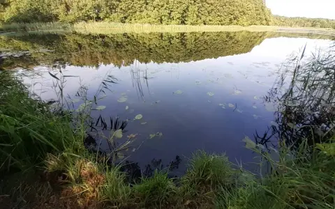 Spokojne jezioro Kopalińskie otoczone lasem, z odbijającymi się w wodzie drzewami i liliami wodnymi.