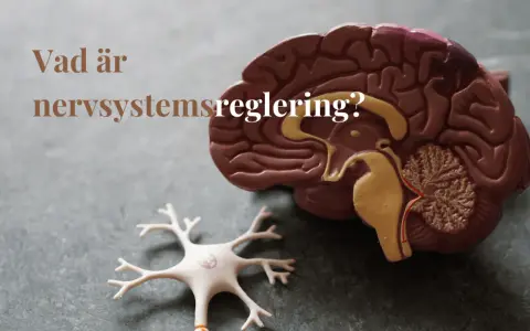 Modell av hjärna och neuron. Texten "Vad är nervsystemsreglering?" ställs.