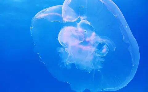 Una medusa trasparente fluttua nel blu profondo, mostrando le sue delicate forme. Diverse quallen arten, come questa, popolano gli oceani.