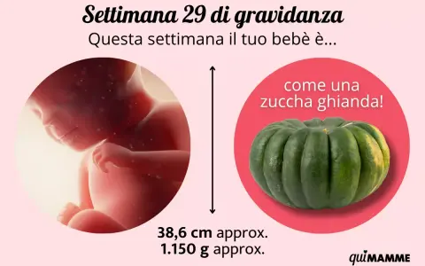 Bebè di 29 settimane di gravidanza, grande come una zucca ghianda. Misura circa 38,6 cm e pesa 1.150 g.