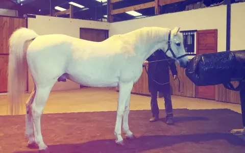 Un étalon blanc est préparé pour la collecte de sperme de cheval dans une écurie.