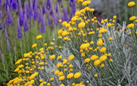 Flores amarillas de santolina, ideales para jardines secos. Sus cuidados son mínimos, solo necesita sol y buen drenaje.
