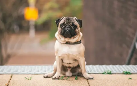 Smutny mops siedzi na chodniku. Może czas pomyśleć, jak odchudzić psa, by był zdrowszy i szczęśliwszy.