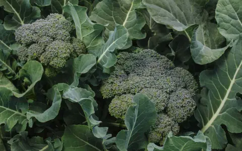 Close-up of fresh broccoli heads surrounded by large green leaves. Did you know broccoli is packed with vitamins?