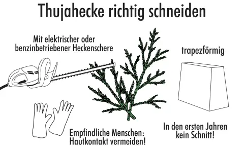 Anleitung zum Thujahecke richtig schneiden: Elektrische Heckenschere, Handschuhe, trapezförmige Form. In den ersten Jahren kein Schnitt!