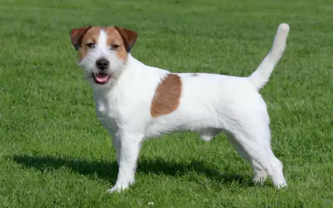 Wesoły jack russell terrier stoi na zielonej trawie, merdając ogonem.
